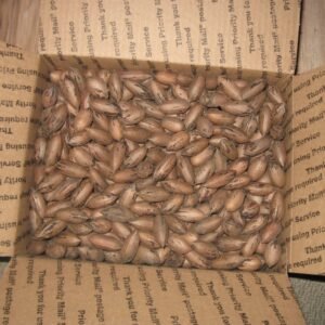 Squirrel & Parrot Grade Native Pecans – 15 lb Box