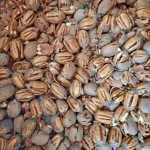 Crack Pecans – Stuart’s New Crop